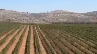 אדמת קודש ויין משובח: מה מסתתר באדמת גוש שילה?