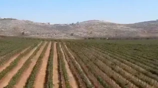 אדמת קודש ויין משובח: מה מסתתר באדמת גוש שילה?