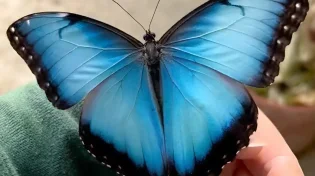 כך זה נראה כשה-blue morpho הנדיר נחת על כף היד