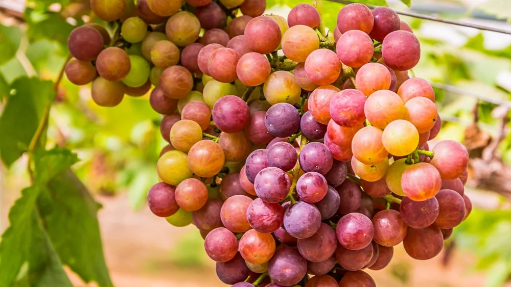 ענבים: הפרי המתוק שנחשב מסוכן. האם הוא באמת כך?