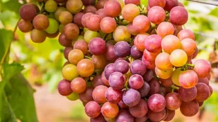 ענבים: הפרי המתוק שנחשב מסוכן. האם הוא באמת כך?