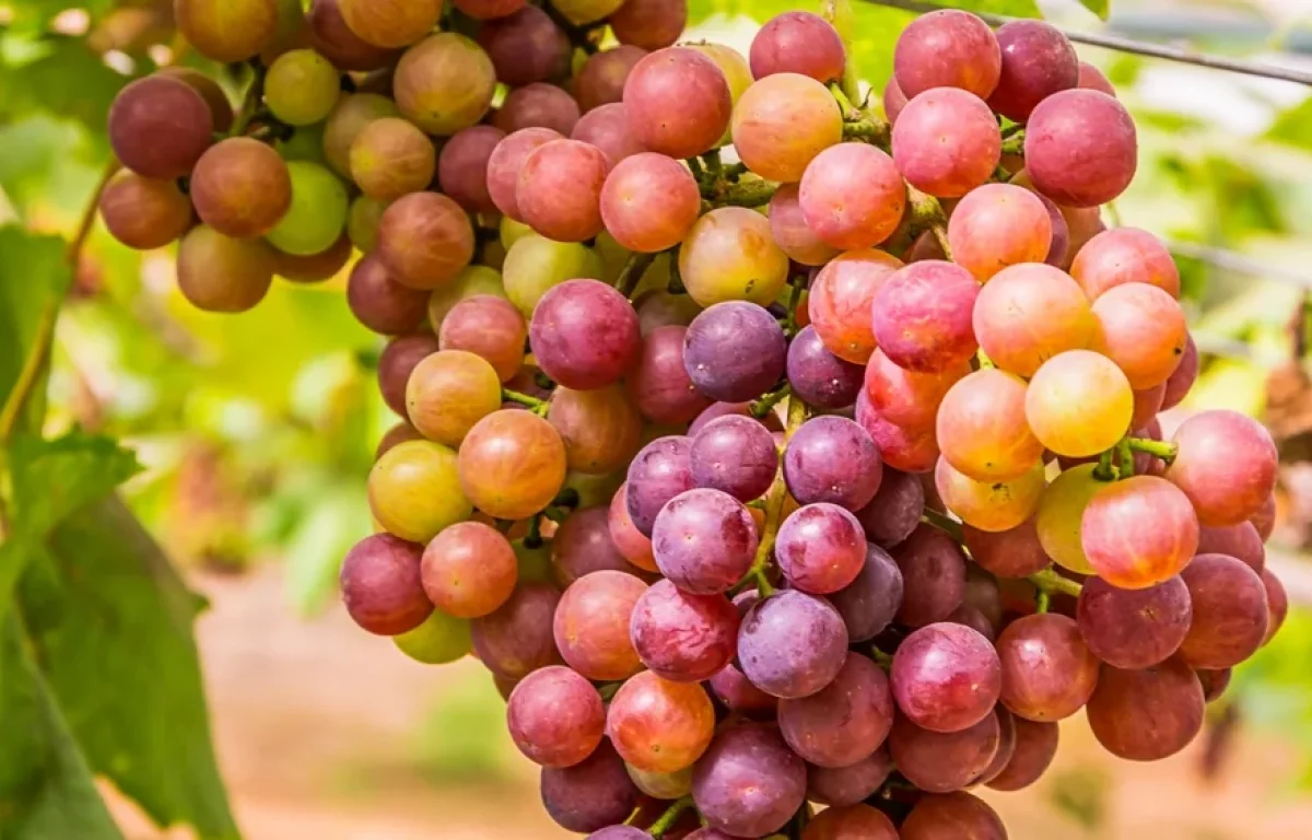 ענבים: הפרי המתוק שנחשב מסוכן. האם הוא באמת כך?