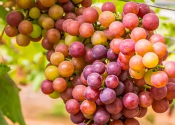 ענבים: הפרי המתוק שנחשב מסוכן. האם הוא באמת כך?