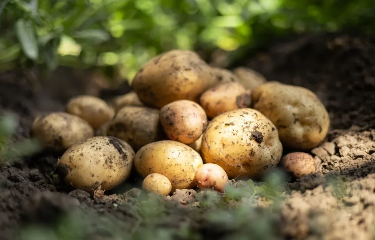 מי שמתחיל דיאטה מפחד אפילו לחשוב עליו: זאת האמת לגבי התפוח אדמה