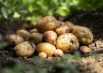 מי שמתחיל דיאטה מפחד אפילו לחשוב עליו: זאת האמת לגבי התפוח אדמה