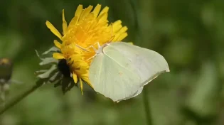 הסוד הכי יפה ביער מתחבא בדיוק במקום שלא חשבת להסתכל