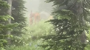 ערפילי הטבע בהר ריינייר והמסר היהודי על צניעות, התחדשות וראיית הטוב