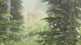 ערפילי הטבע בהר ריינייר והמסר היהודי על צניעות, התחדשות וראיית הטוב