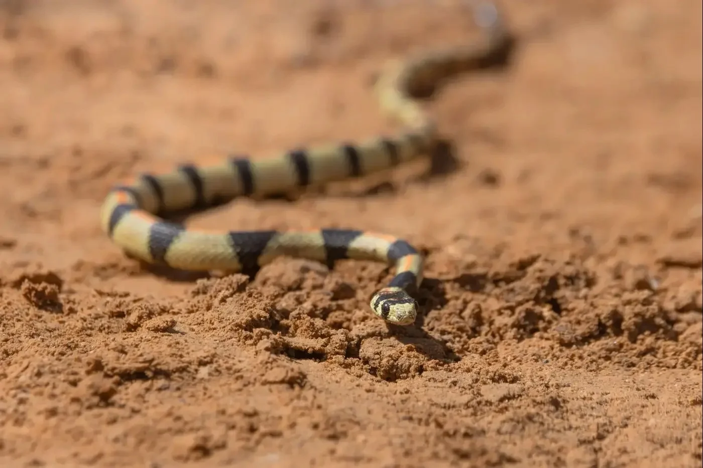 מפגש נדיר באילת: הזעמן היפהפה הופיע לראשונה