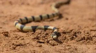 מפגש נדיר באילת: הזעמן היפהפה הופיע לראשונה