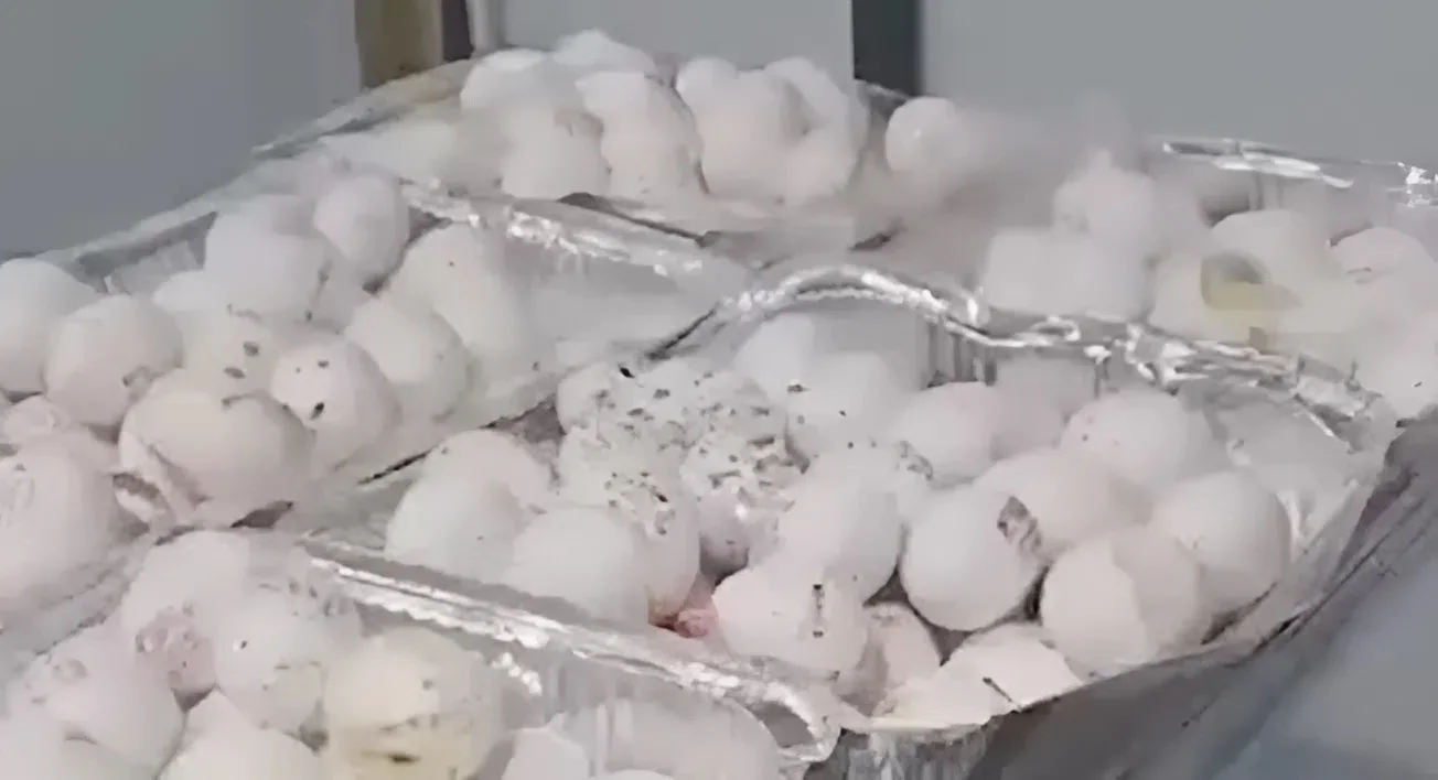 תיעוד התברואה בצה״ל נגמר ב־13 ימי מחבוש לחייל המתעד