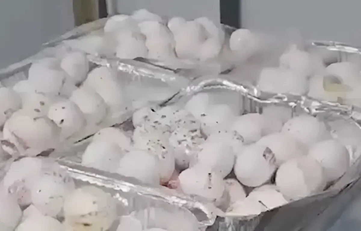 תיעוד התברואה בצה״ל נגמר ב־13 ימי מחבוש לחייל המתעד