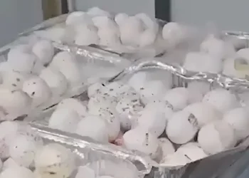 תיעוד התברואה בצה״ל נגמר ב־13 ימי מחבוש לחייל המתעד