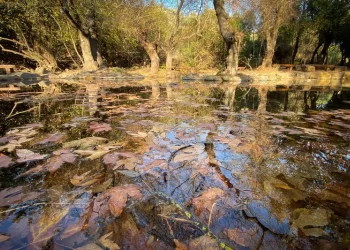 הקיץ עוד כאן