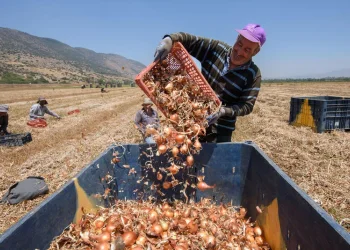 זה לא סתם גורם לדמעות: כל הסודות והסגולות של הבצל