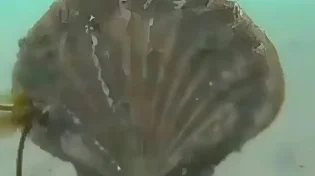 רק 26 שניות, והצדפה הזו תשאיר אתכם עם פה פעור