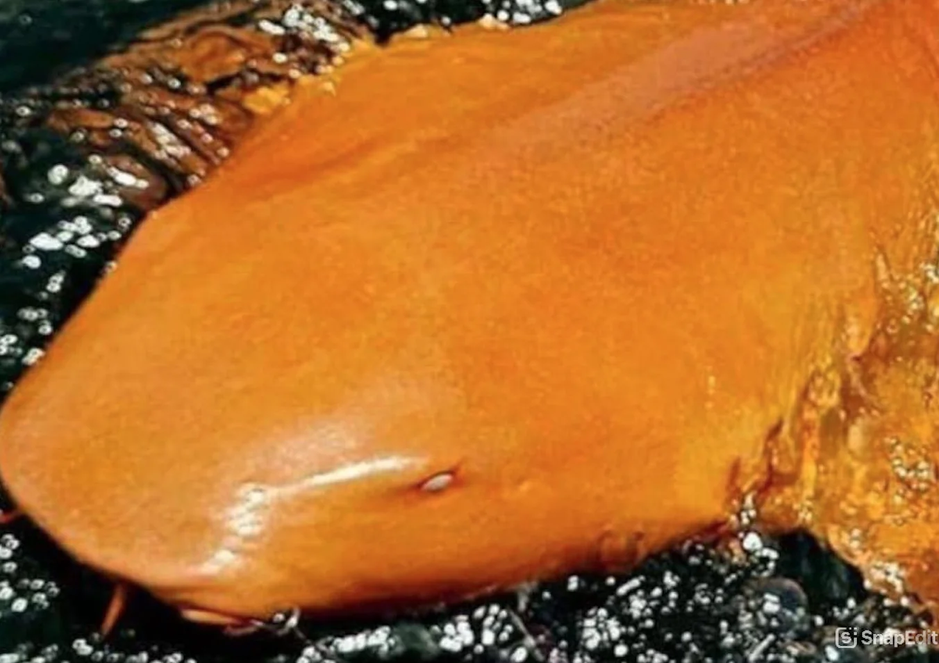 צבע שלא רואים בים: הכריש הכתום שמלמד אותנו על אור ישראל