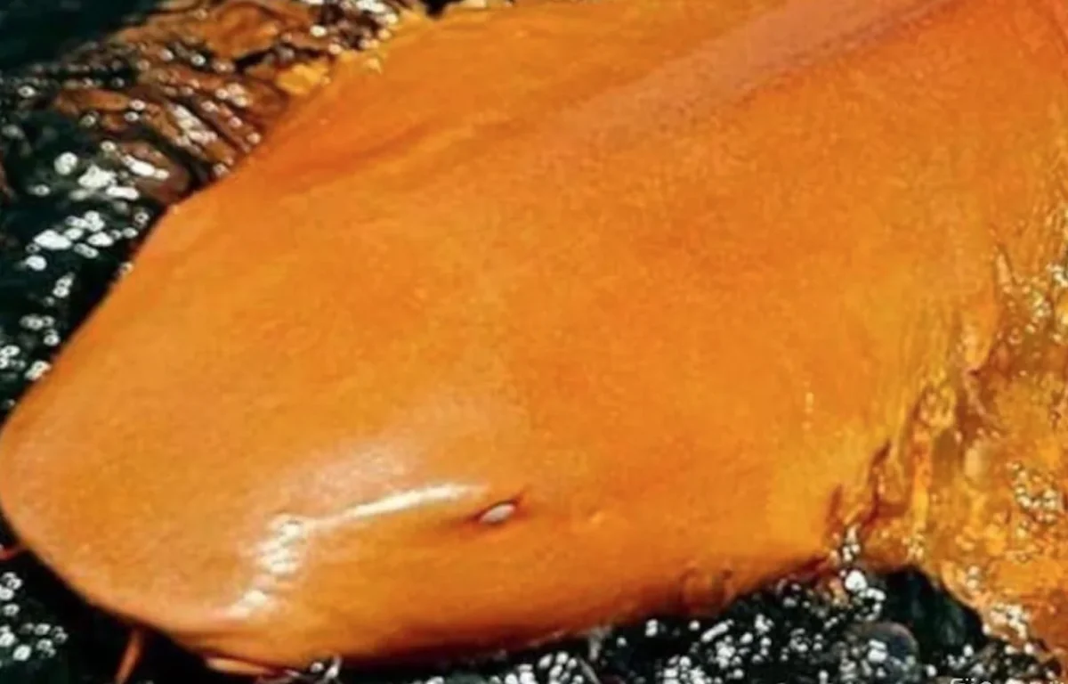 צבע שלא רואים בים: הכריש הכתום שמלמד אותנו על אור ישראל