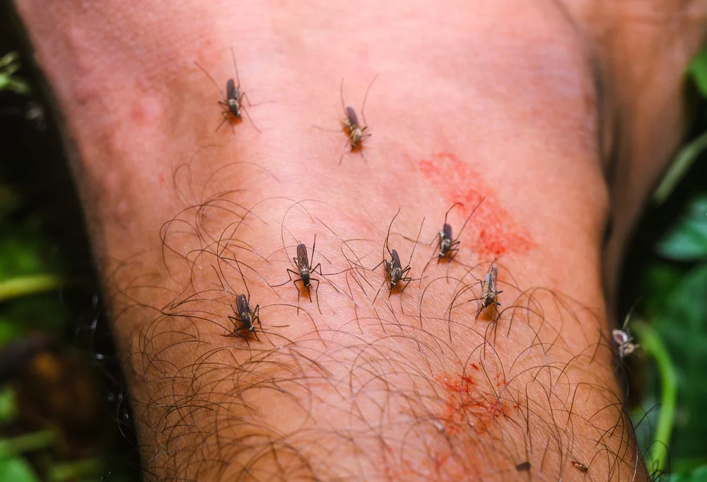 עשרות אלפים נדבקו: נגיף טרופי מתפשט בסין והיתוש כבר כאן בישראל עשרות אלפים נדבקו: נגיף טרופי מתפשט בסין והיתוש כבר כאן בישראל