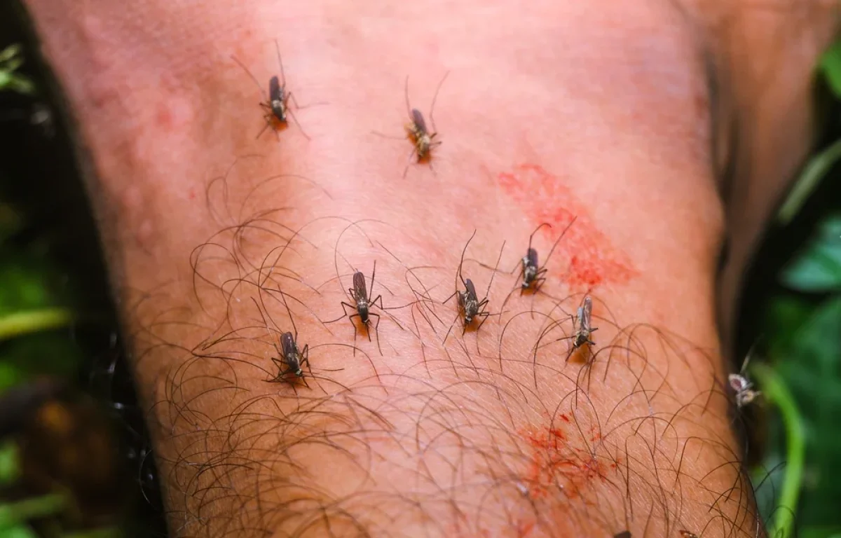 עשרות אלפים נדבקו: נגיף טרופי מתפשט בסין והיתוש כבר כאן בישראל