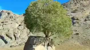 סוד החיים בתוך האבן: העץ שלא היה אמור לשרוד