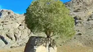 סוד החיים בתוך האבן: העץ שלא היה אמור לשרוד