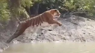 לא תאמינו כמה רחוק הטיגריס הזה הצליח לקפוץ