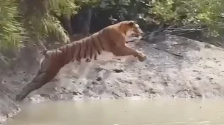 לא תאמינו כמה רחוק הטיגריס הזה הצליח לקפוץ