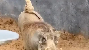 הצמד הכי לא צפוי בגן החיות: ״טימון ופומבה״ בגרסת המציאות 