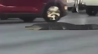 מוחה על איכות הסביבה? תנין ענק חסם את התנועה בפלורידה