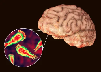 זה מתחיל מכאב ראש ונגמר במוות תוך שבוע: כך נראית מתקפת "האמבה אוכלת המוח" בקרלה