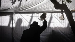 מה הסוד שמסתתר מאחורי מנהג הכפרות העתיק בערב יום הכיפורים?