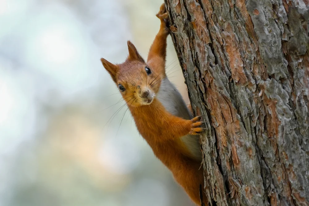 בהלה בארה"ב: סנאי תוקפני מסתובב בסן רפאל, ושולח תושבים לחדר המיון בהלה בארה"ב: סנאי תוקפני מסתובב בסן רפאל, ושולח תושבים לחדר המיון