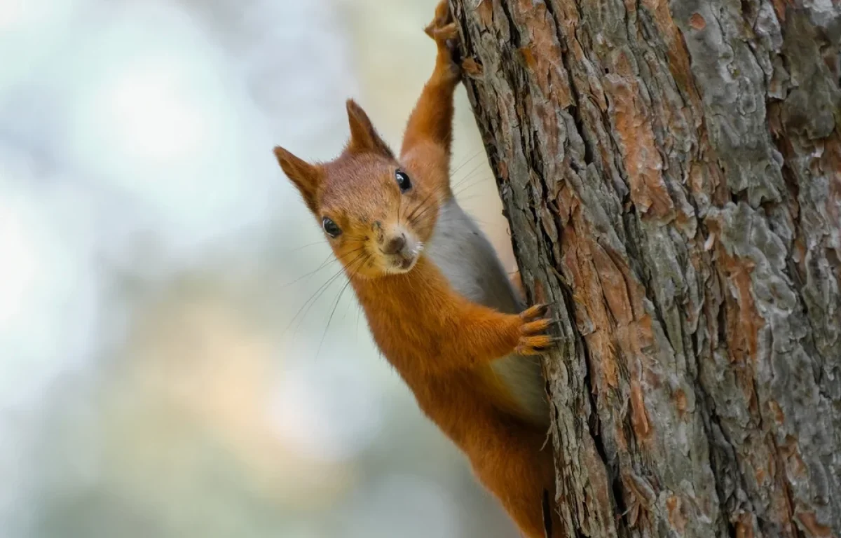 בהלה בארה"ב: סנאי תוקפני מסתובב בסן רפאל, ושולח תושבים לחדר המיון