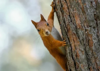 בהלה בארה"ב: סנאי תוקפני מסתובב בסן רפאל, ושולח תושבים לחדר המיון