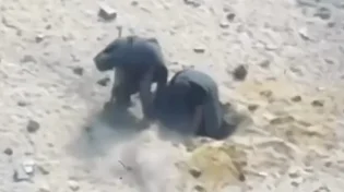 תיעוד דרמטי מעזה: כך נראית הסוואה שמסתיימת בפיצוץ מהאוויר