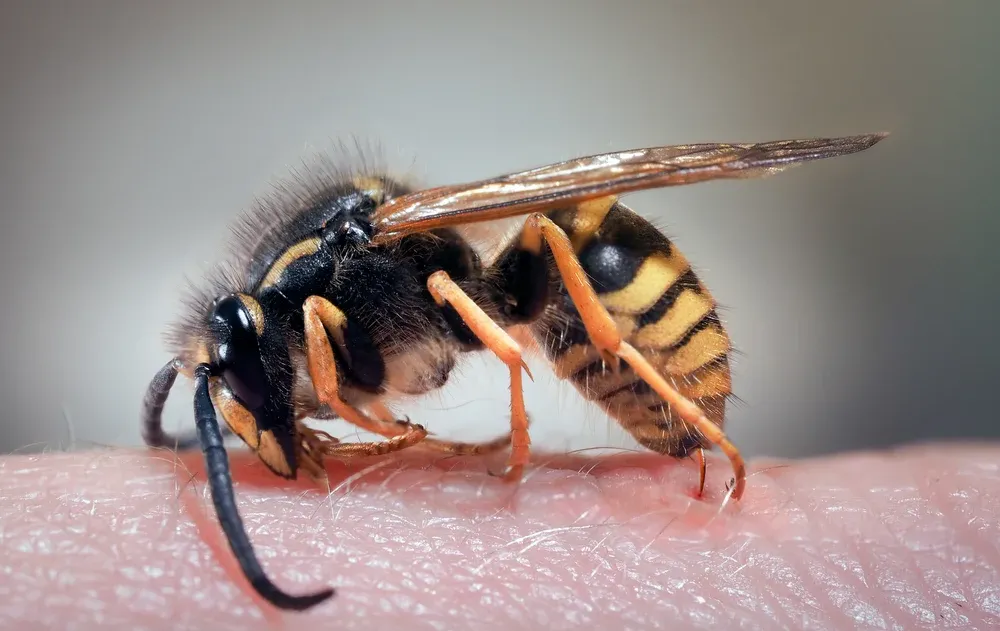 טרגדיה ברמת הגולן: גבר בן 42 מת מתגובה אלרגית לעקיצת צרעה