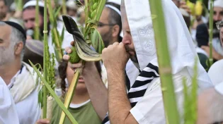 הסוד של הושענא רבה: מה יהודי "רגיל" יכול ללמוד מהערבה