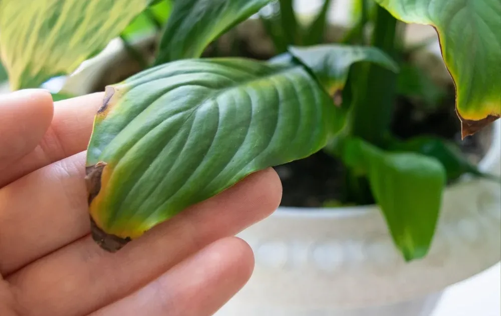 "נראה בריא, אבל נרקב מבפנים": כך תזהו את הסימנים לפני שהעציץ גוסס