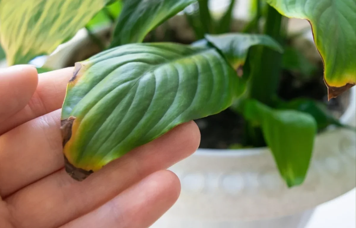 "נראה בריא, אבל נרקב מבפנים": כך תזהו את הסימנים לפני שהעציץ גוסס