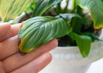 "נראה בריא, אבל נרקב מבפנים": כך תזהו את הסימנים לפני שהעציץ גוסס