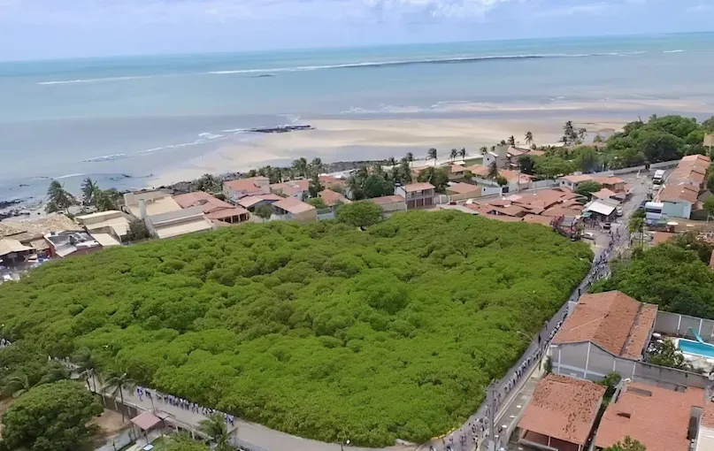 "כעץ שתול על פלגי מים": מברזיל מגיע סיפור שמלמד על כוח התורה "כעץ שתול על פלגי מים": מברזיל מגיע סיפור שמלמד על כוח התורה