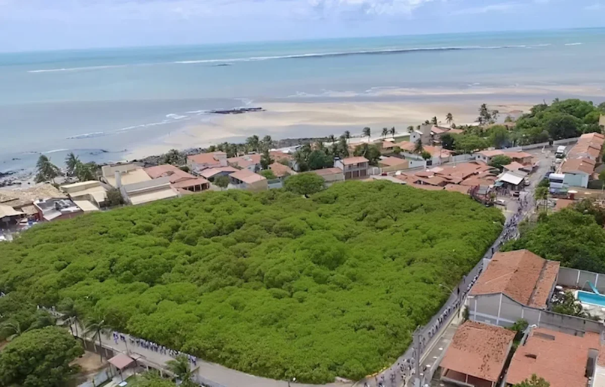 "כעץ שתול על פלגי מים": מברזיל מגיע סיפור שמלמד על כוח התורה