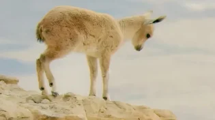 בלי חישובים, בלי שאלות: רק אמונה. הגדי הקטן יודע את הדרך