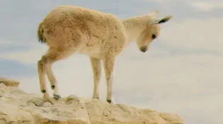 בלי חישובים, בלי שאלות: רק אמונה. הגדי הקטן יודע את הדרך