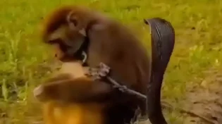 צפו במפגש בטבע שהשאיר אותנו בלי מילים