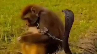 צפו במפגש בטבע שהשאיר אותנו בלי מילים