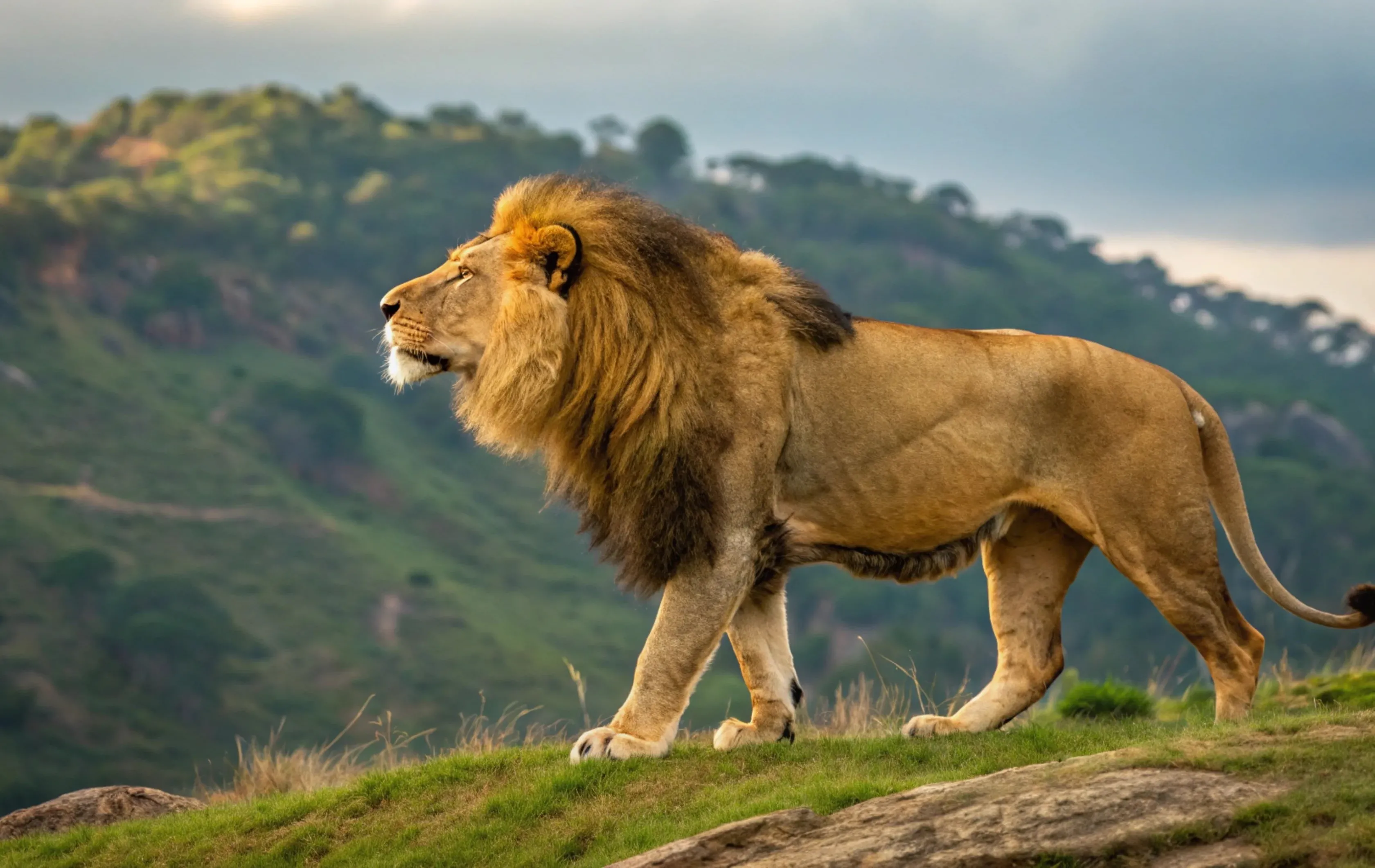 סמל העוצמה שבבריאה