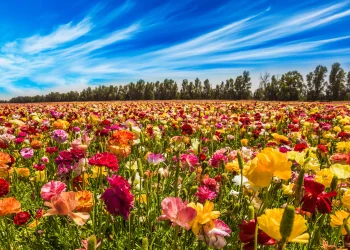  ירידה זמנית בטמפרטורות, התחממות לקראת סוף השבוע