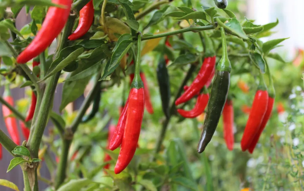 עוד לפני שטעמתם: גאדג’ט חדש שיודע עד כמה חריף האוכל עוד לפני שטעמתם: גאדג’ט חדש שיודע עד כמה חריף האוכל